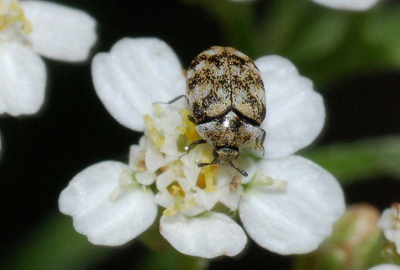 Anthrenus cfr verbasci